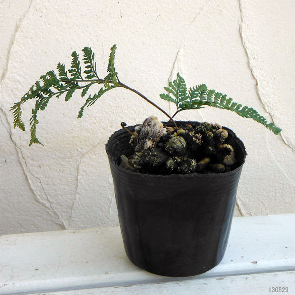 山野草の苗/シダ：石化トキワシノブ 3.5号ポット : 園芸ネット
