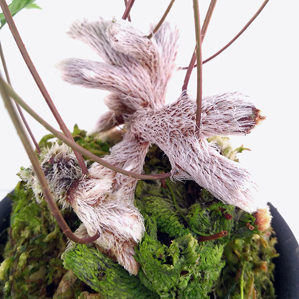 山野草の苗/シダ：石化トキワシノブ 3.5号ポット : 園芸ネット