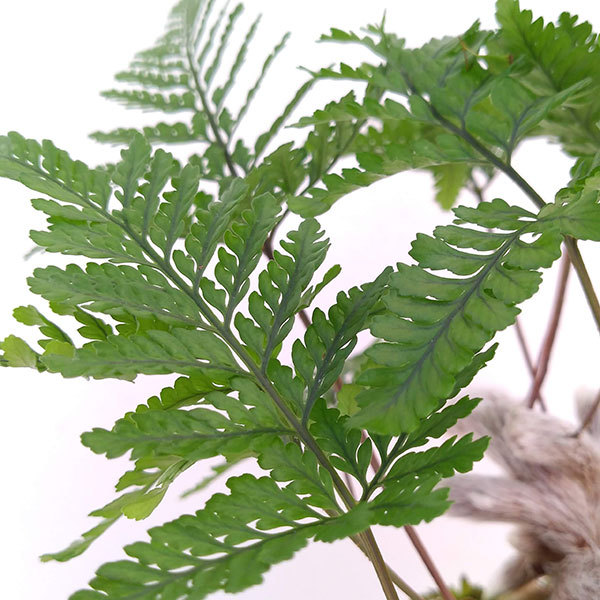 トキワシノブ（石化）　シダの鉢植え　大株　山野草 石化トキワシノブ/シダ販売、山野草・宿根草・高山植物販売専門