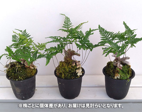 山野草の苗/シダ：石化トキワシノブ 3.5号ポット : 園芸ネット