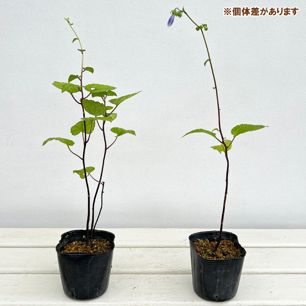 山野草の苗 ソバナ3号ポットの詳細画像2