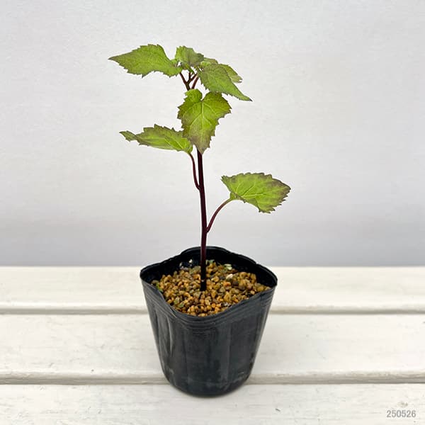 山野草の苗 ソバナ3号ポットの詳細画像3