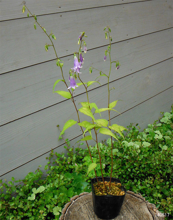 山野草の苗 ソバナ3号ポットの詳細画像1