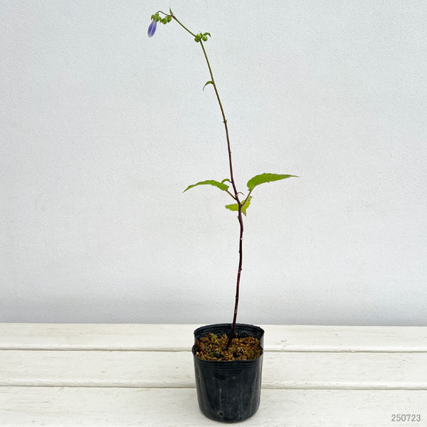 山野草の苗 ソバナ3号ポットの詳細画像5