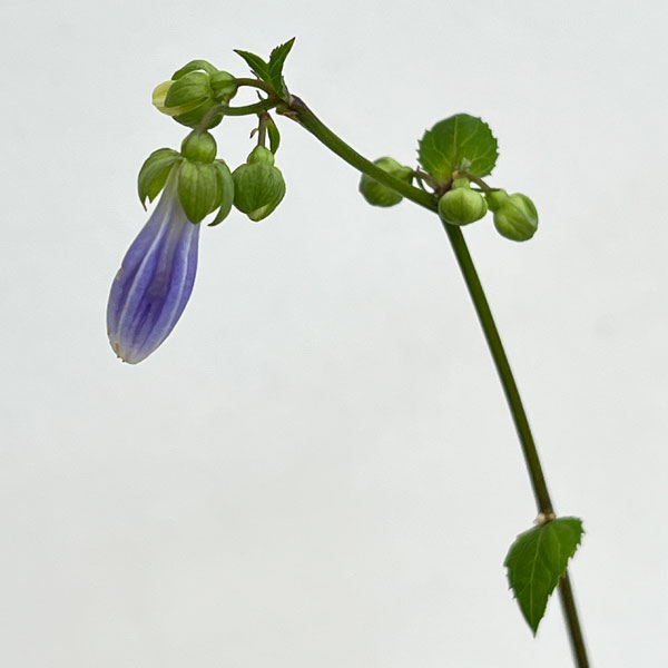 山野草の苗 ソバナ3号ポットの詳細画像4