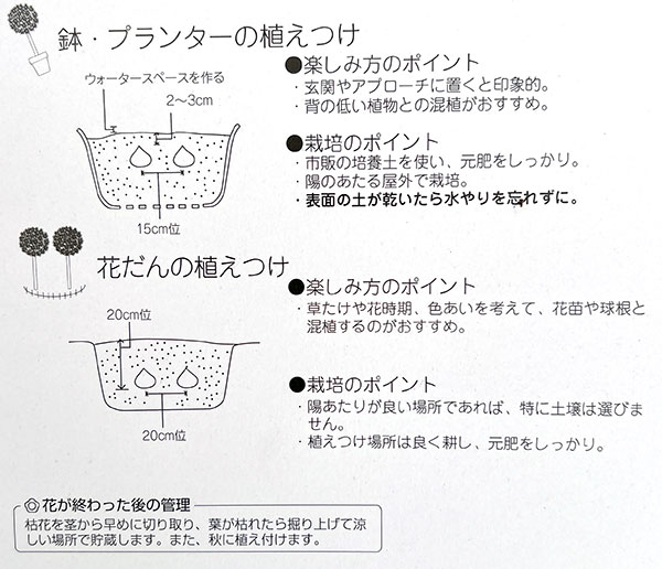 球根 26年9月中下旬予約 アリウム ピンクジ...の詳細画像1
