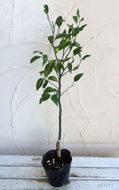 果樹の苗 ミカン 津之輝(つのかがやき)4〜5...の詳細画像2