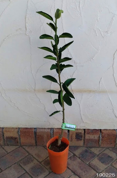 果樹の苗 ミカン 津之輝(つのかがやき)4〜5...の詳細画像1