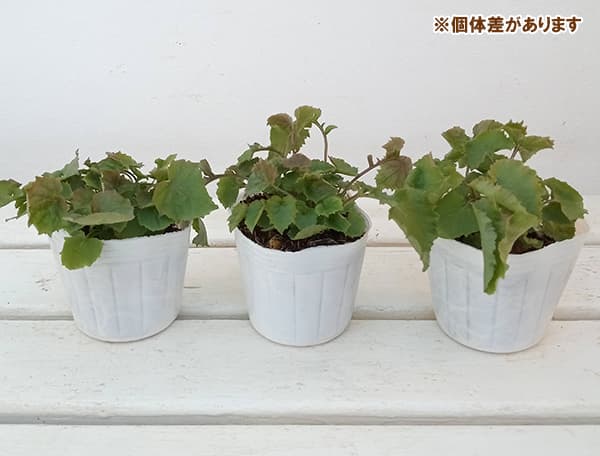 草花の苗 26年12月上中旬予約 カンパニュラ...の詳細画像2