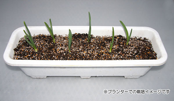 野菜の苗 ニンニク ホワイトニンニクの苗3号ポットの詳細画像2