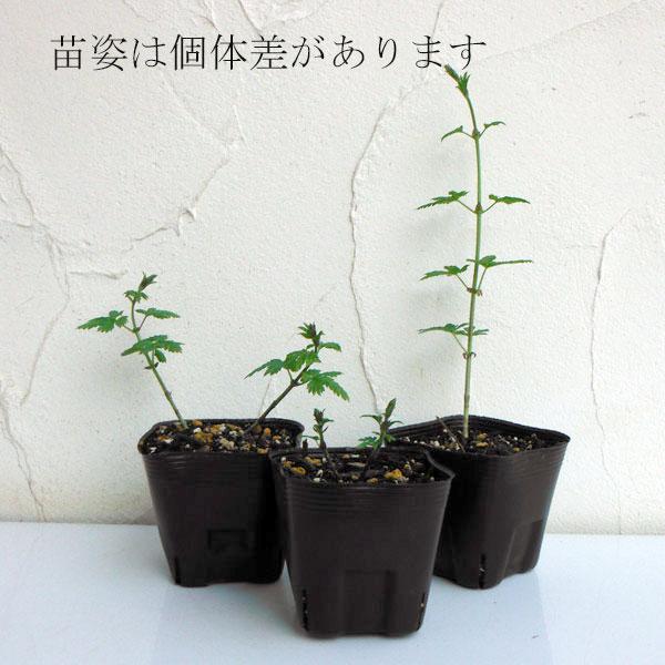 野菜の苗/ホップ 雌株　3〜3.5号ポット 4株セット｜engei｜03
