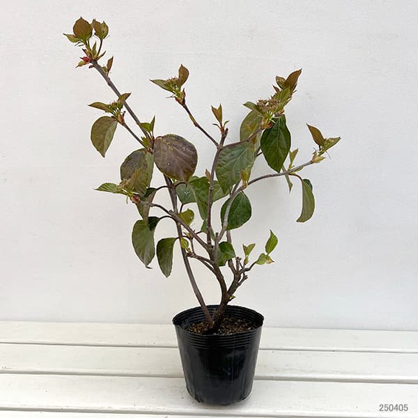 タイサンボク 木（苗木、植木） | 花、ガーデニング のおすすめ人気