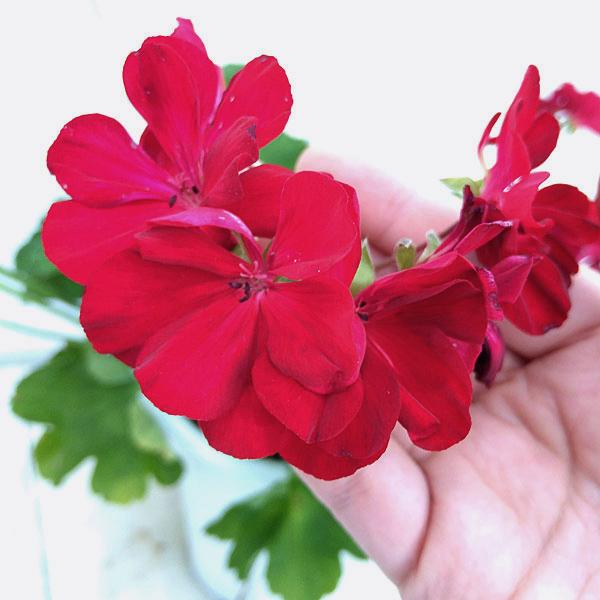 草花の苗/ゼラニウム：カリオペダークレッド5号鉢植え｜engei｜03