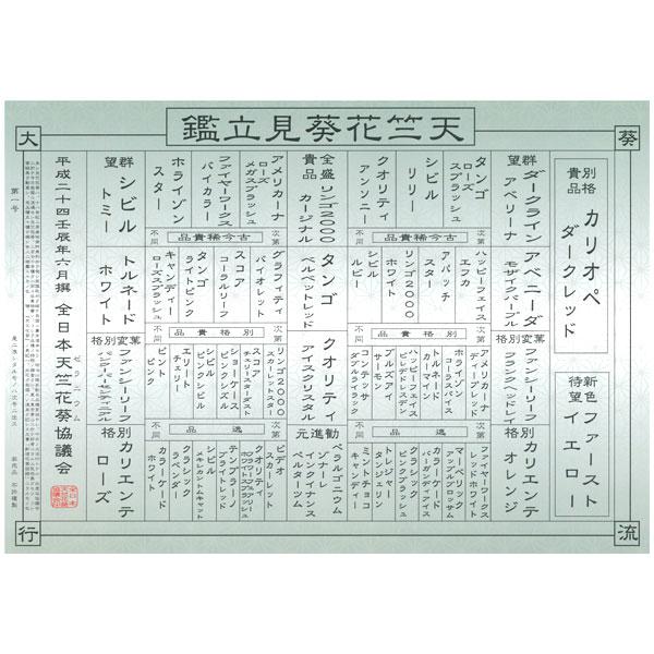 草花の苗/ゼラニウム：カリオペダークレッド3.5号ポット2株セット｜engei｜10