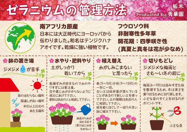 草花の苗/ゼラニウム：カリオペダークレッド3.5号ポット12株セット｜engei｜11