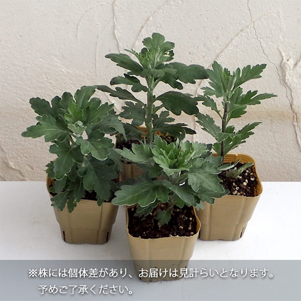 草花の苗 サマーセール 秋咲ロイヤルスプレー菊...の詳細画像2