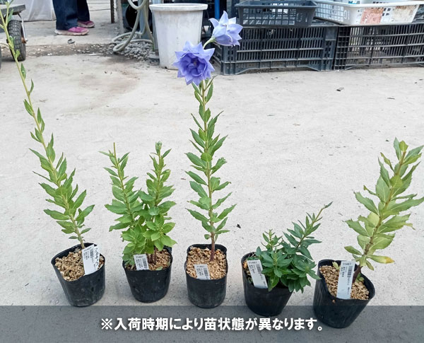 山野草の苗 キキョウ(桔梗) 紫花二重咲き3号ポットの詳細画像5