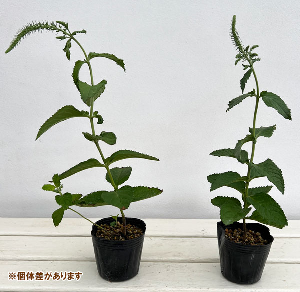 山野草の苗 オオルリトラノオ3号ポットの詳細画像5