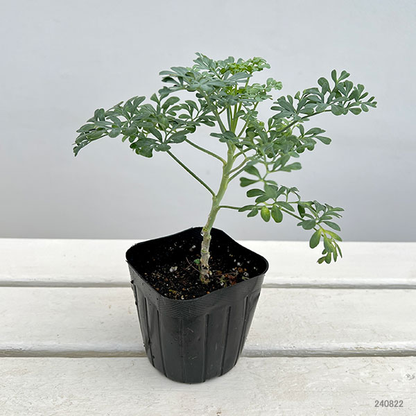 ハーブの苗 ルー(ヘンルーダ)3号ポットの詳細画像1