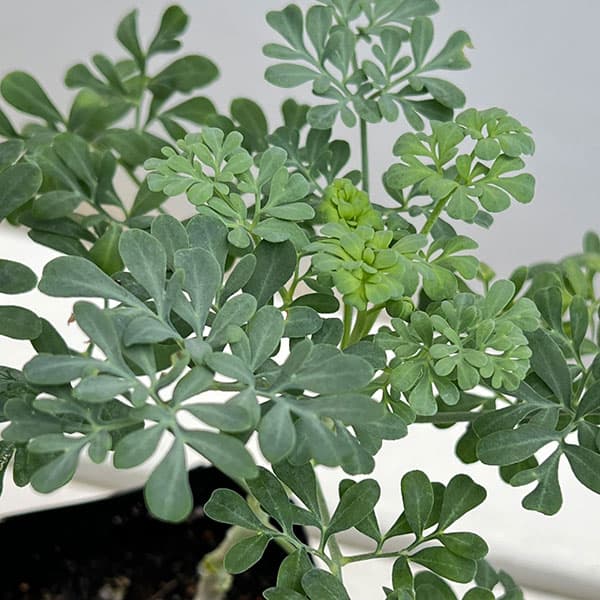 ハーブの苗 ルー(ヘンルーダ)3号ポットの詳細画像2