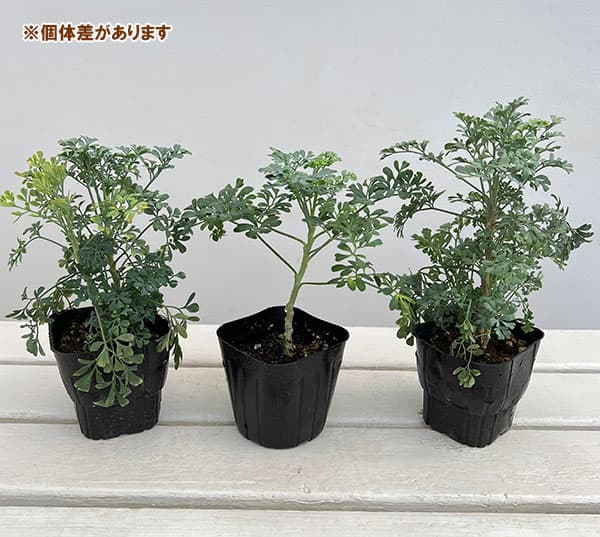 ハーブの苗 ルー(ヘンルーダ)3号ポットの詳細画像4