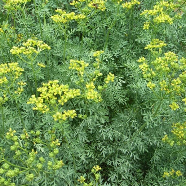 ハーブの苗 ルー(ヘンルーダ)3号ポットの詳細画像5