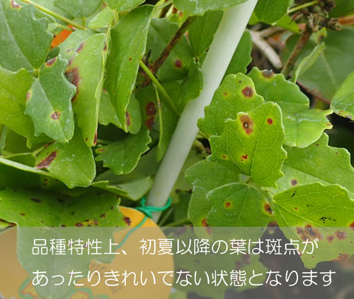 果樹の苗 アケビ 紫アケビ3.5号ポットの詳細画像2