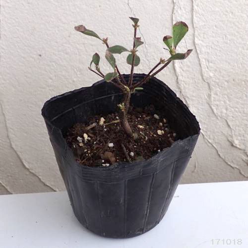 花木 庭木の苗 ツツジ アカヤシオ3.5号ポットの詳細画像3