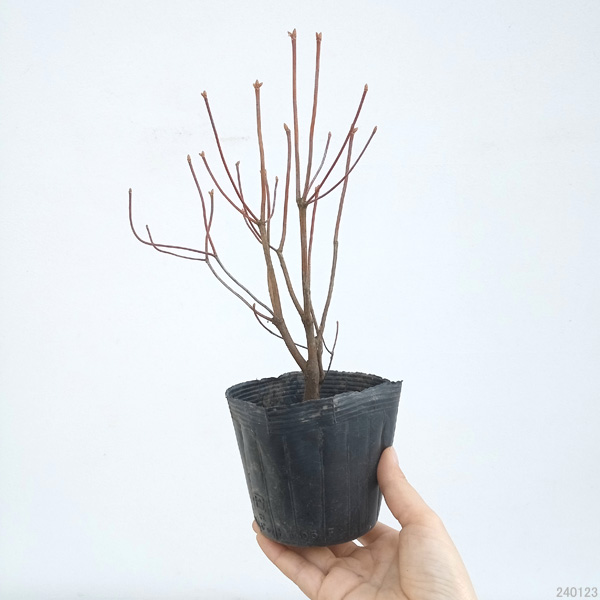 花木 庭木の苗 ツツジ アカヤシオ3.5号ポットの詳細画像1