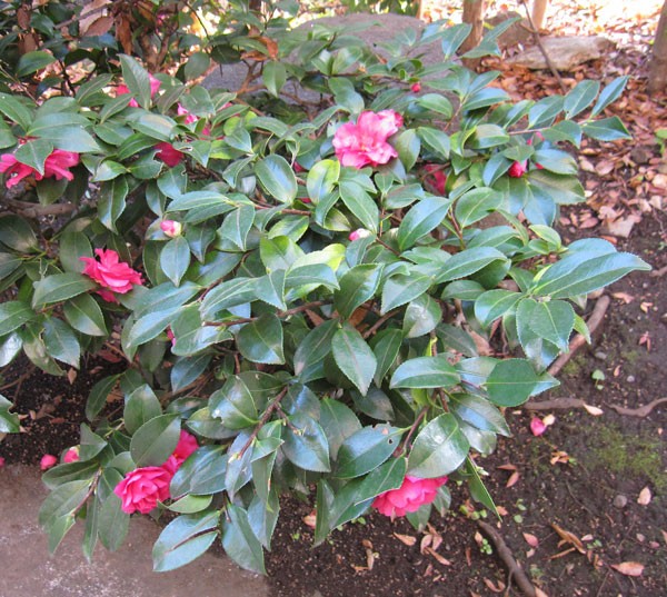 花木 庭木の苗/寒椿（カンツバキ）：ハイカン（這寒椿）赤花3.5号