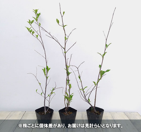 花木 庭木の苗/カラタネオガタマ：ポートワイン3.5号ポット｜engei｜04