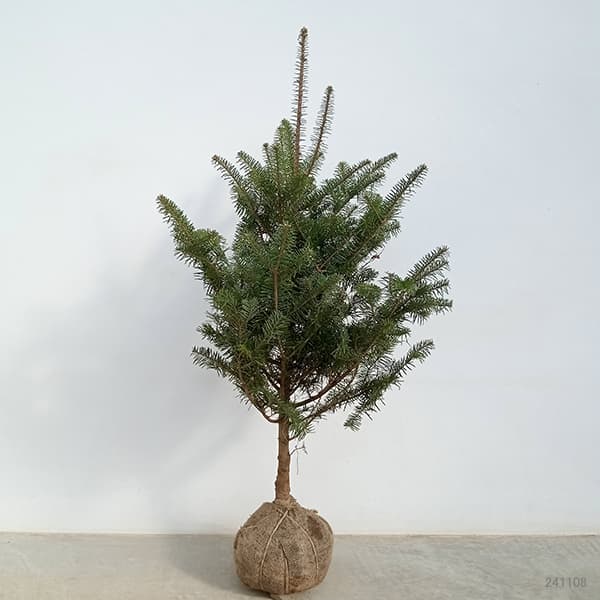 モミ 苗（苗木、植木） | 花、ガーデニング のおすすめ人気商品一覧