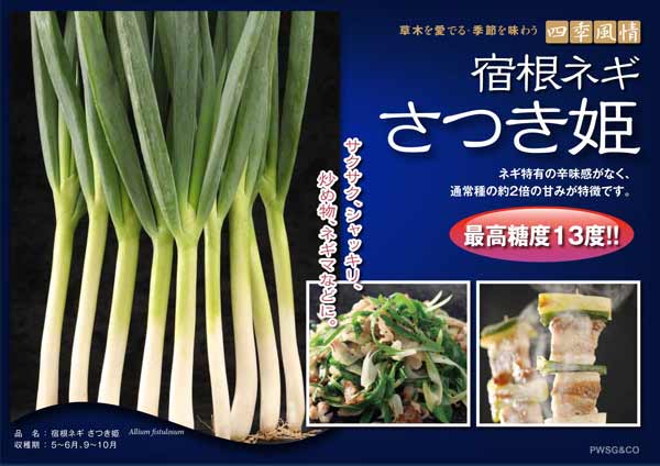 さつき 苗（種、種子） | 花、ガーデニング のおすすめ人気商品