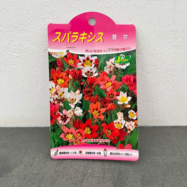 球根 26年9月中下旬予約 スパラキシス 混合...の詳細画像2
