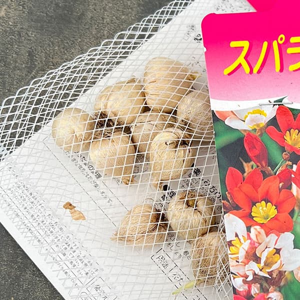 球根 26年9月中下旬予約 スパラキシス 混合...の詳細画像3