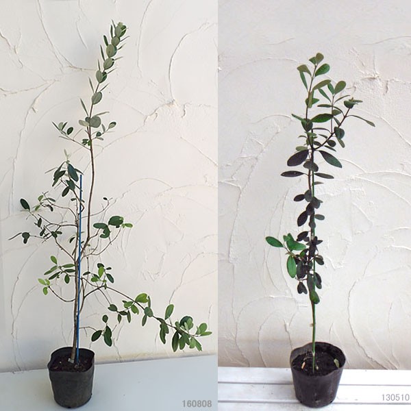 花木 庭木の苗 フェイジョア マリアン7号鉢植え : 園芸ネット - 通販