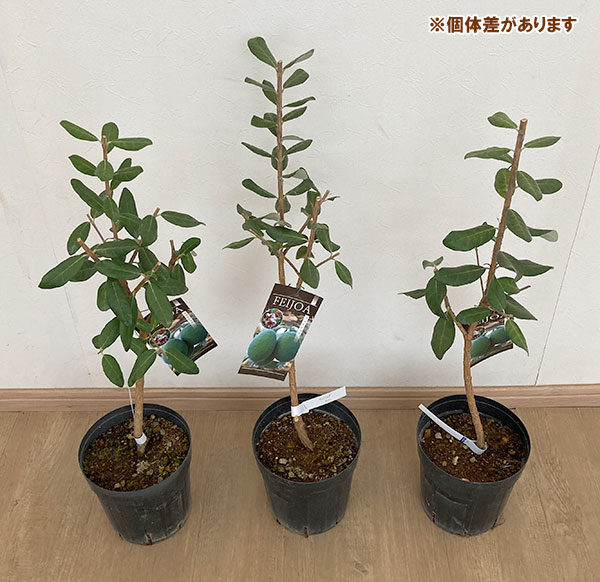 フェイジョア マリアン（花、ガーデニング）の商品一覧 通販 - Yahoo