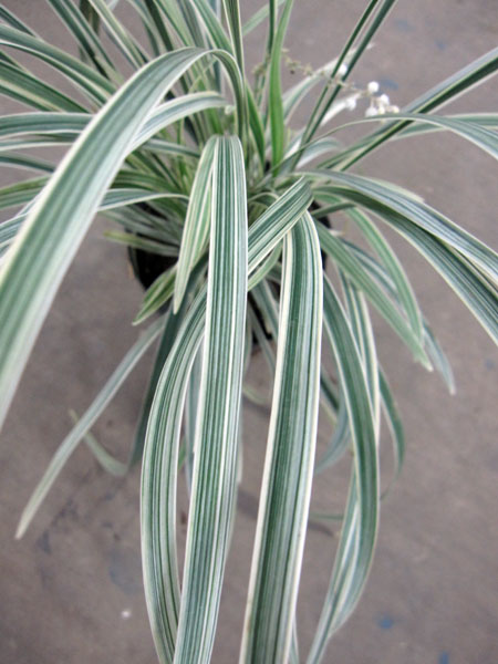 草花の苗 ノシラン 斑入ノシラン・ビッタータス...の詳細画像3