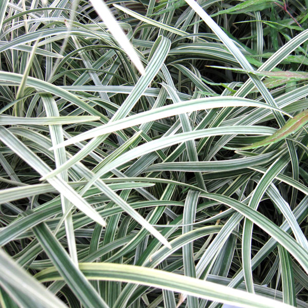 草花の苗 ノシラン 斑入ノシラン・ビッタータス...の詳細画像4