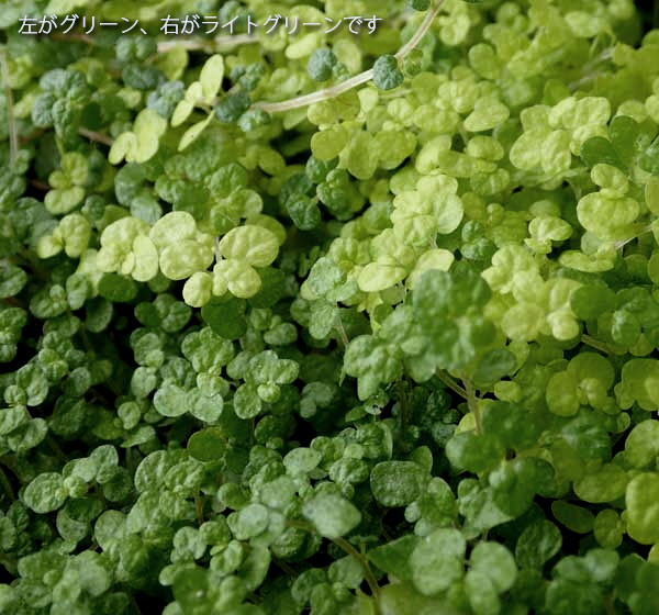 観葉植物 ベビーティアーズ ライトグリーン系3...の詳細画像2