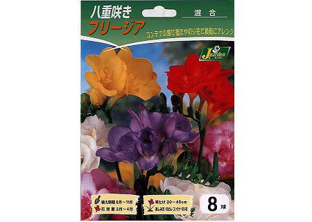 球根 26年9月中下旬予約 フリージア(八重咲...の詳細画像2