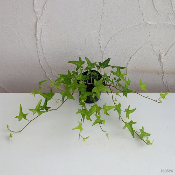 観葉植物 ヘデラ（アイビー） ライトフィンガー3号ポット 2株セット |  | 04