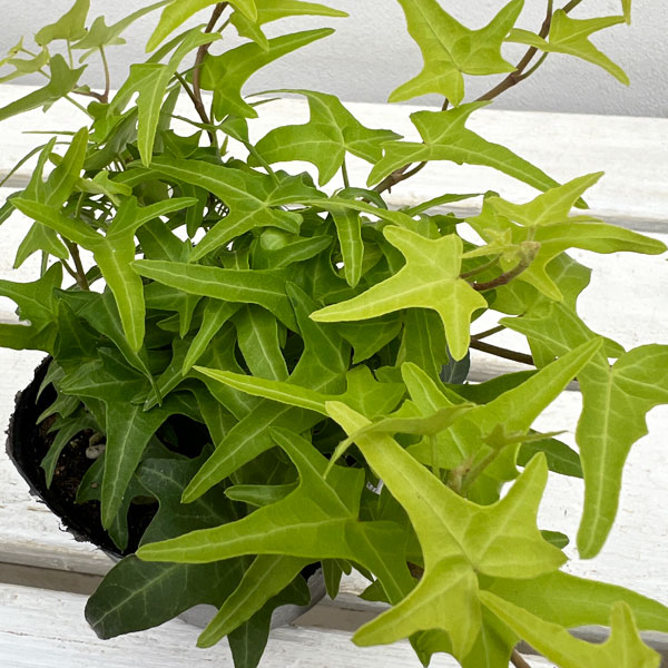 観葉植物 ヘデラ（アイビー） ライトフィンガー3号ポット 2株セット |  | 02