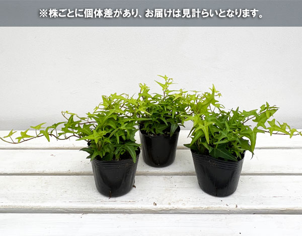 観葉植物 ヘデラ（アイビー） ライトフィンガー3号ポット 2株セット |  | 03