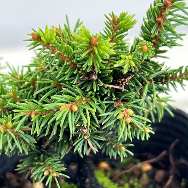 蝦夷松のおすすめ人気商品一覧 通販 - Yahoo!ショッピング