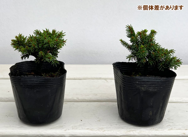 山野草の苗 エゾマツ 八房エゾ松2.5号ポットの詳細画像4