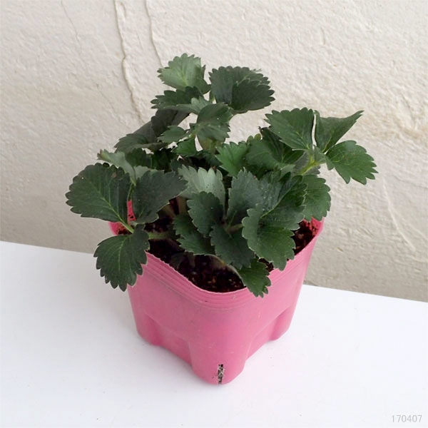 野菜の苗 イチゴ 四季なりいちご あまごこち3号ポット3株セット |  | 01