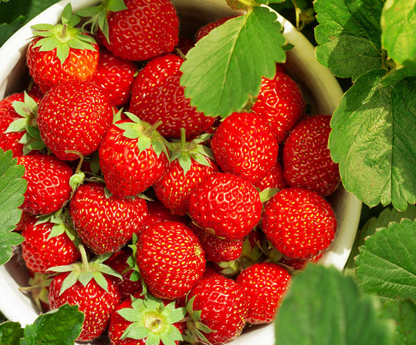 野菜の苗 イチゴ 四季なりいちご あまごこち3号ポット3株セット |  | 05