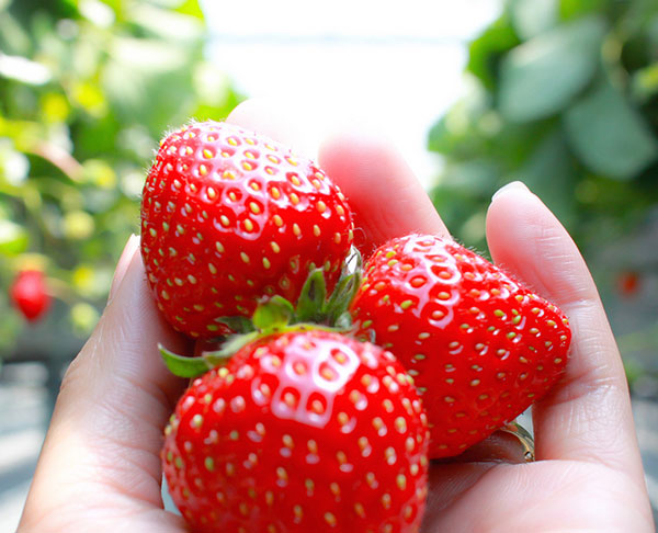 野菜の苗 イチゴ 四季なりいちご あまごこち3号ポット3株セット |  | 04