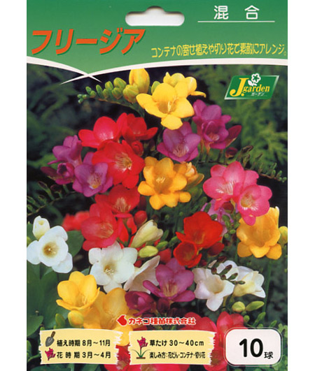球根 26年9月中下旬予約 フリージア(一重咲...の詳細画像1